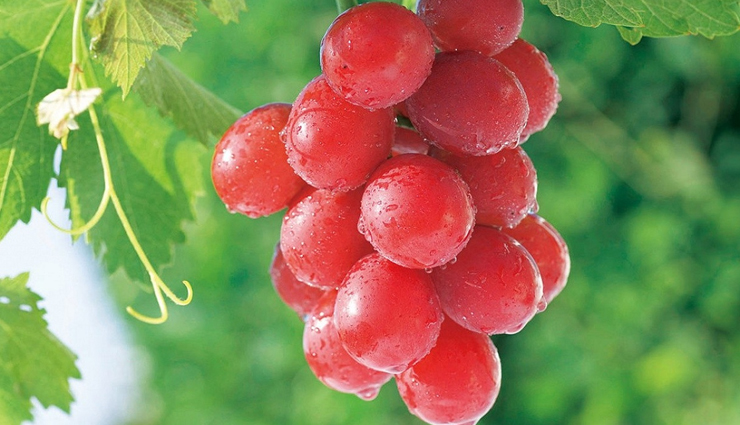 Health tips,health tips in hindi,healthy kidney