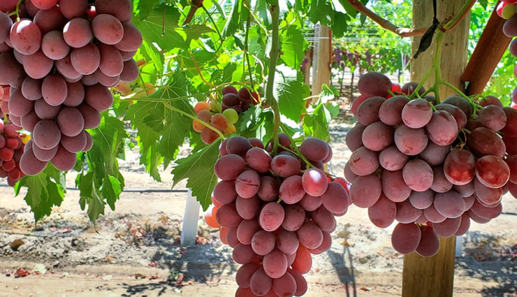 12 Health Benefits of Red Grapes