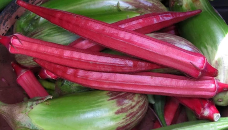 madhya pradesh,bhopal,red ladyfinger,red ladyfinger price,weird news