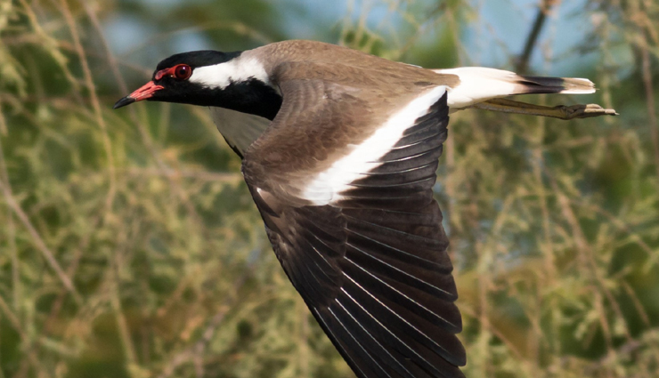 plover and lapwing found in india,india travel,india tourism,tourist places in india,holidays,travel