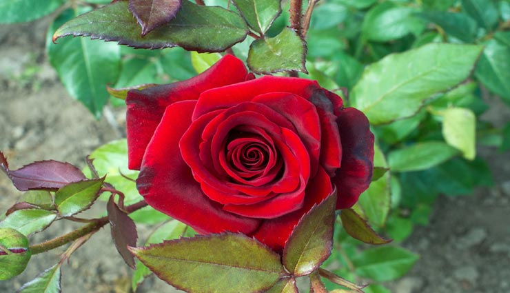 लड़ाई-झगड़े का माहौल पैदा करते है ये पौधे, बचें इन्हें लगाने से vastu tips,vastu tips in hindi,atmosphere of fighting,vastudosh by plants