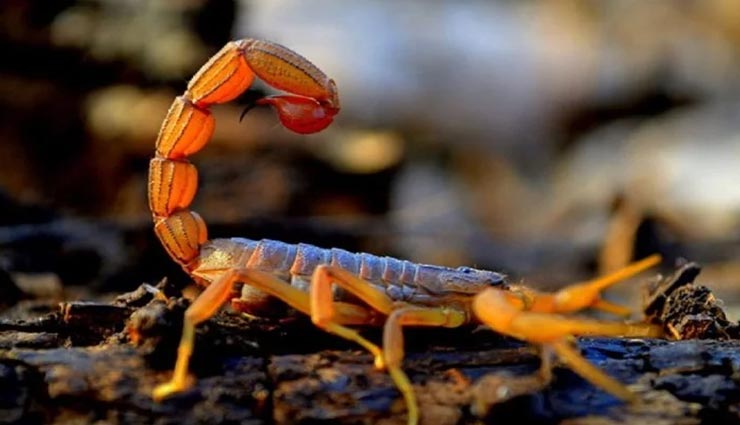 weird news,weird information,weird creatures,dangerous and poisonous