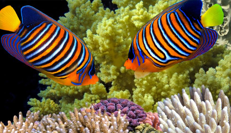 natural wonders of africa,list of natural wonders of africa,wonders of africa,africa tourism,tourist places in africa,nile river,mount kilimanjaro,sahara desert,serengeti migration,ngorongoro crater,okavango delta,red sea reef,travel,holidays,travel guide,travel tips