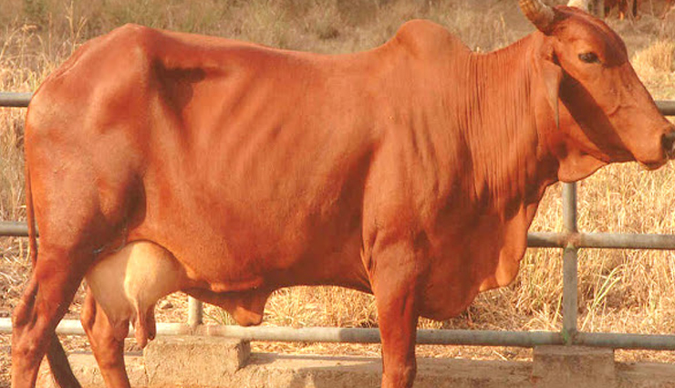 famous cow breeds in india,indian cow breeds,most popular cow breeds in india,famous cattle breeds of india,cow breeds in india and their characteristics,indigenous cow breeds of india,dairy cow breeds in india,cattle farming in india,famous indian cow breeds and their significance