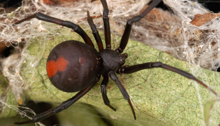 deadliest spiders,deadliest spiders in the world,black widow,brown recluse,brown widows,redback spiders,red widows,wolf spiders,yellow sac spiders,funnel-web tarantulas,brazilian wandering spider,travel