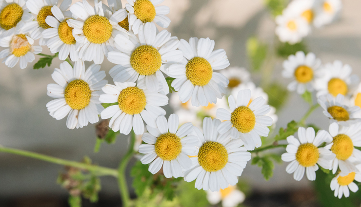 redness on face,home remedies for redness on face,herbal ways to treat redness on face,skin care tips,beauty tips