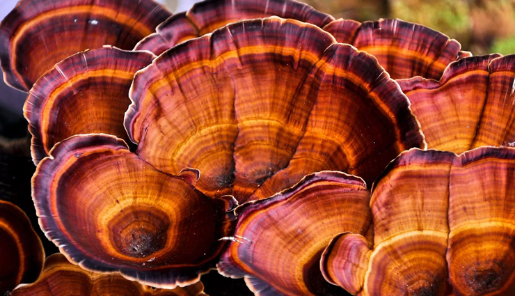 medicinal mushrooms,medicinal mushrooms  for health problems,healthy living,Health tips