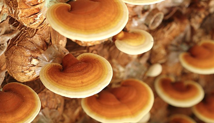 foods beneficial for pancreas,pancreas health tips,foods for healthy pancreas,healthy living,Health tips