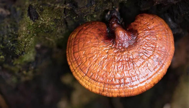 genital warts at home,treatment of genital warts at home,genital warts,genital warts,warts treatment