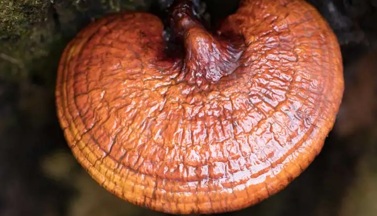 mushroom nutrition,health benefits of mushrooms,mushroom varieties,cooking with mushrooms,mushroom recipes,mushroom health properties,mushroom antioxidants,immune-boosting mushrooms,mushroom fiber content,mushroom vitamin content,mushroom minerals,mushroom bioactive compounds,mushroom culinary uses,mushroom savory dishes,mushroom soup recipes