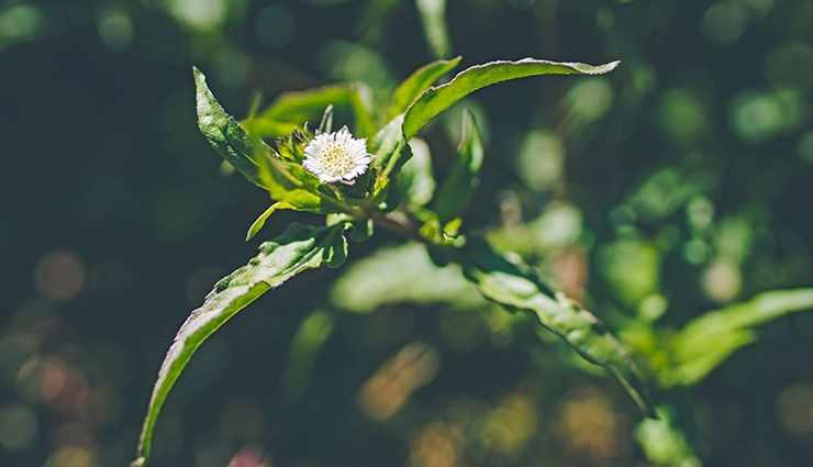 amalaki,bhringaraj,he shou wu,gingko,horsetail,nettle,herbs that help in rejuvenating your hair,herbs for hair,hair care tips,beauty tips