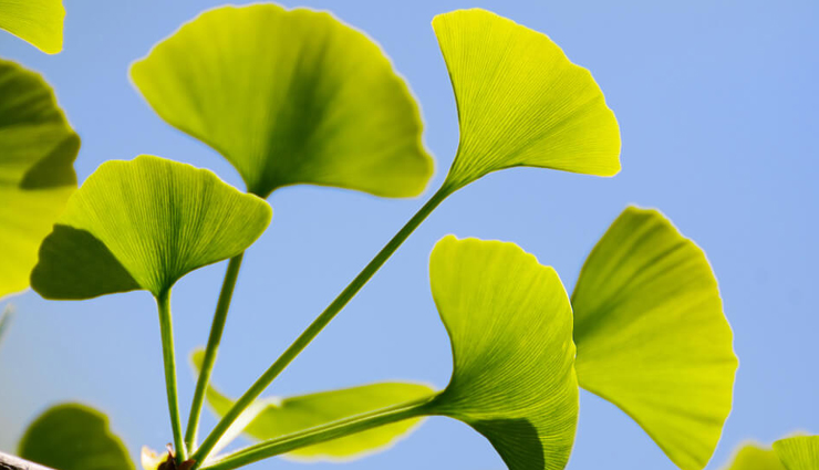 amalaki,bhringaraj,he shou wu,gingko,horsetail,nettle,herbs that help in rejuvenating your hair,herbs for hair,hair care tips,beauty tips