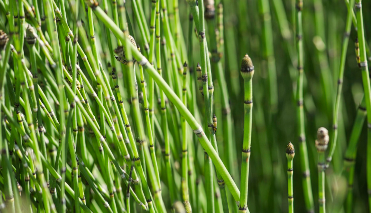 amalaki,bhringaraj,he shou wu,gingko,horsetail,nettle,herbs that help in rejuvenating your hair,herbs for hair,hair care tips,beauty tips