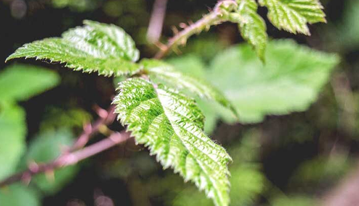 amalaki,bhringaraj,he shou wu,gingko,horsetail,nettle,herbs that help in rejuvenating your hair,herbs for hair,hair care tips,beauty tips