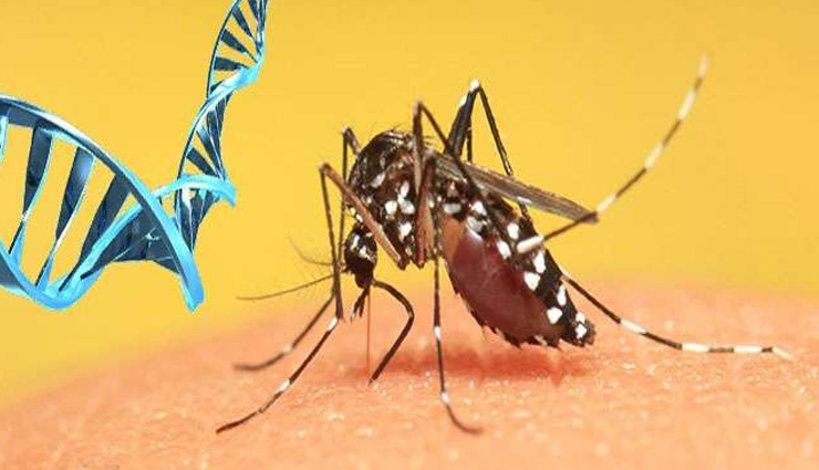 बारिश के दिनों में होने वाले मलेरिया का इलाज करे इन घरेलू तरीकों से