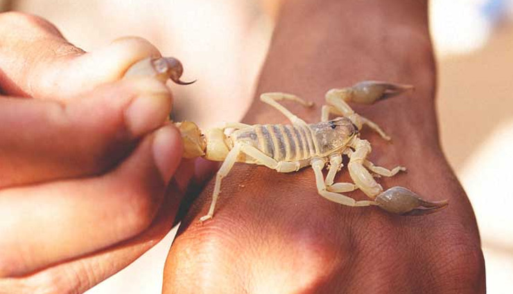 बिच्छू का काटना बन सकता है जानलेवा, इसके जहर से बचने के लिए आजमाए ये उपचार