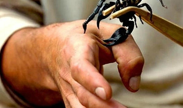scorpion bite,home remedies,Health tips ,हेल्थ टिप्स, हेल्थ टिप्स हिंदी में, घरेलू उपचार, बिच्छु का काटना, बिच्छू के जहर का उपचार 