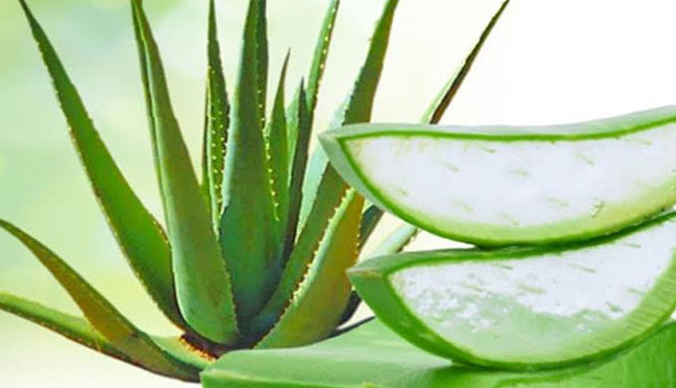 aloe vera,apple cider vinegar,fullers earth,oatmeal,bentonite clay,home remedies,remedies for skin allergy,skin allergy tips,Health tips,fitness tips