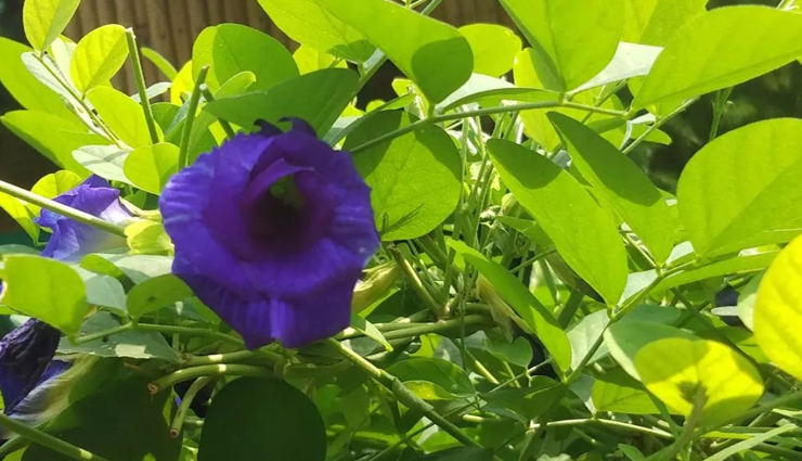 astrology tips,astrology tips in hindi,aparajita flower remedy