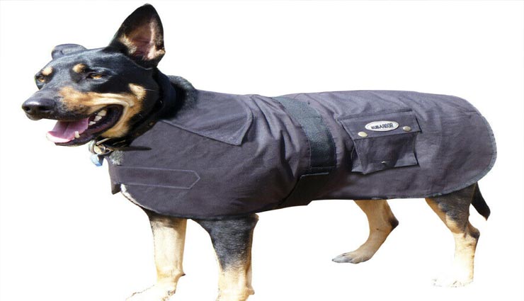 dog jacket,remote jacket for dog,unique jacket for dogs,remote gesture for dogs