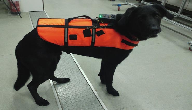 कुत्ते चलेंगे अब रिमोट के इशारों पर, बनी अनोखी जैकेट