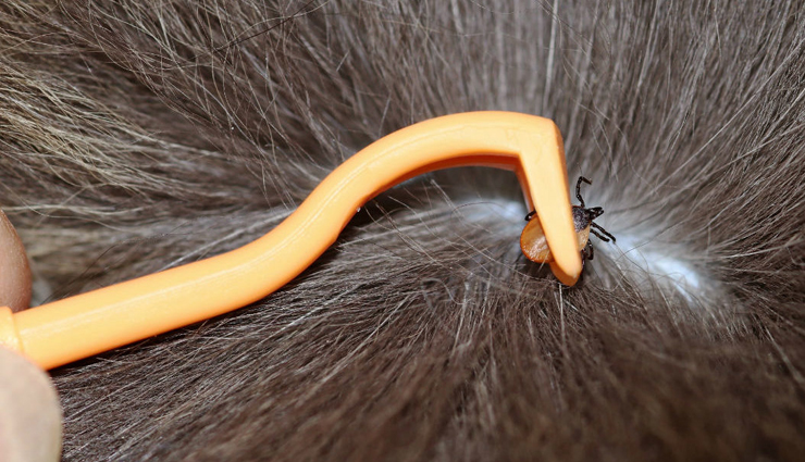 places to find ticks on dogs,where to look for ticks on dogs,tick removal tips for dogs,tick prevention in dogs,dog tick inspection,tick-prone areas on dogs,how to remove ticks from dogs,check dog for ticks,tick safety for pets,common tick hiding spots on dogs