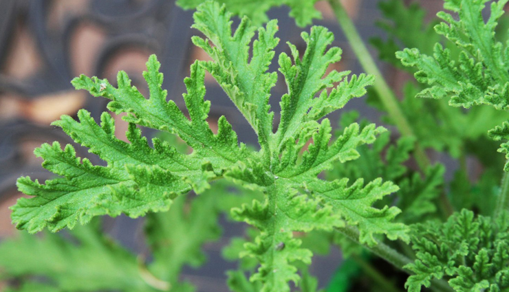 mosquito bites,home remedies for mosquito bites,mosquito,home remedies for mosquito control,Health,Health tips