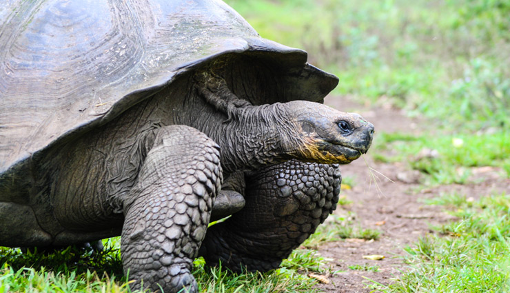 galapagos,tourist destinations in galapagos,kicker rock tour,reserva el chato,las loberias,las tintoreras,charles darwin research center,tourist places,holidays,travel
