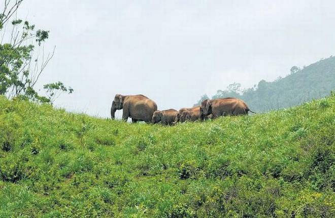 reserved wildlife areas of tamil nadu,wildlife areas of tamil nadu,tamil nadu