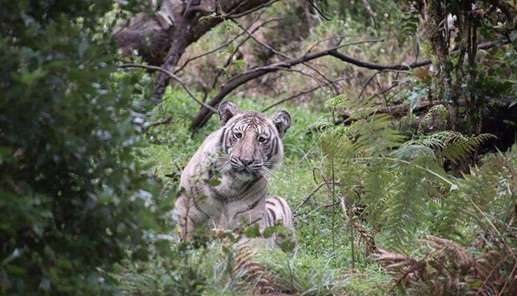 reserved wildlife areas of tamil nadu,wildlife areas of tamil nadu,tamil nadu