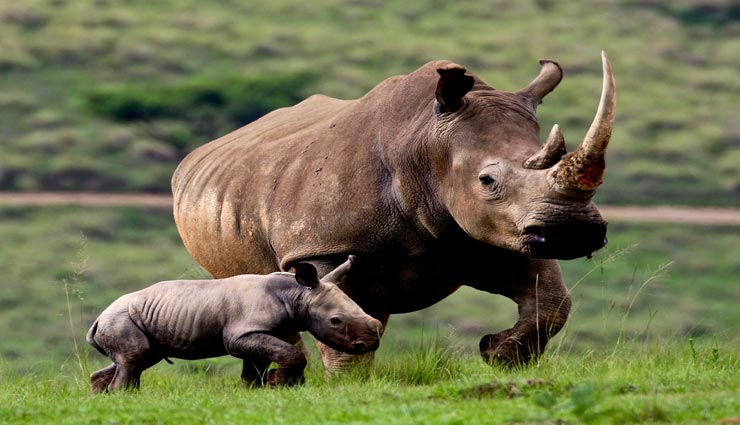 गेंडे का सींग टूटने पर फिर से बढ़ जाता हैं, जानें इनसे जुड़े ऐसे ही कई अन्य रोचक तथ्य