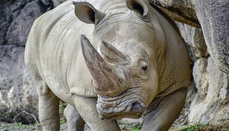 amazing facts,amazing facts of rhino,rhino facts,rhino