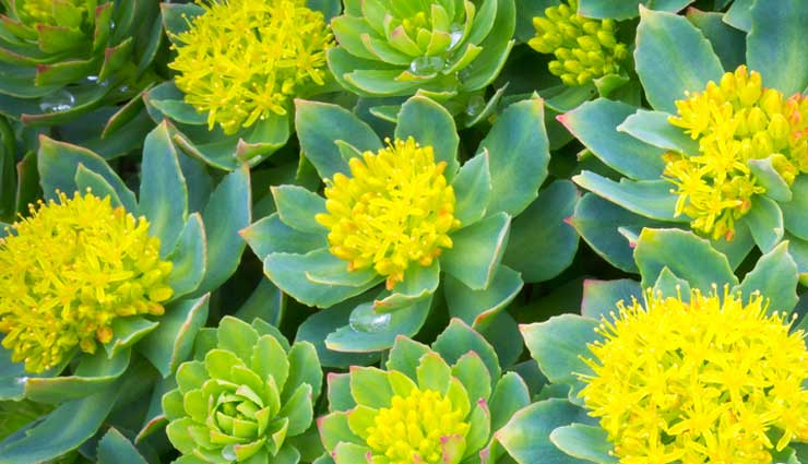 natural remedies for pericarditis,tips to treat  pericarditis,healthy living,Health tips