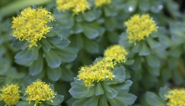 health benefits of rhodiola,rhodiola rosea benefits,adaptogen,stress reduction,energy boost,mood balance,mental clarity,rhodiola wellness,rhodiola supplements,fatigue reduction,immune support,rhodiola for mental performance,rhodiola antioxidant properties,anti-inflammatory rhodiola,natural stress relief,holistic wellness,rhodiola for vitality
