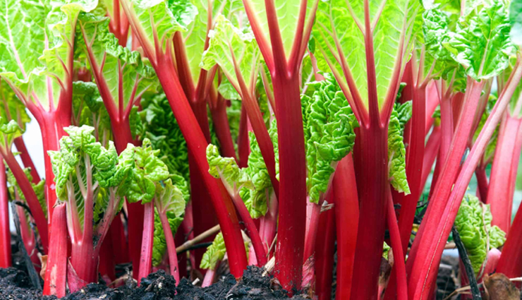 Unveiling 11 Lesser-Known Health Advantages of Rhubarb + Origins of Its Tart Flavor