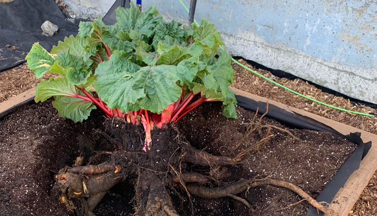 natural hair dyes,natural hair dyes to get brown red and blonde color,hair color,blonde color,beauty,beauty tips