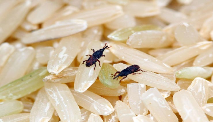 क्या आपको भी हैं राशन में कीड़े लगने का डर, स्टोर करते समय रखें इन बातों का ध्यान home tips,kitchen tips,grocery safety