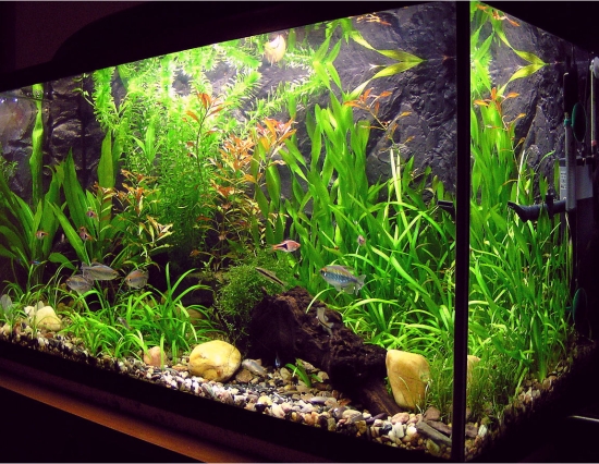 एक्वेरियम को सही दिशा में रखने से होता है फायदा नहीं रखा तो होगी जबरदस्त हानी