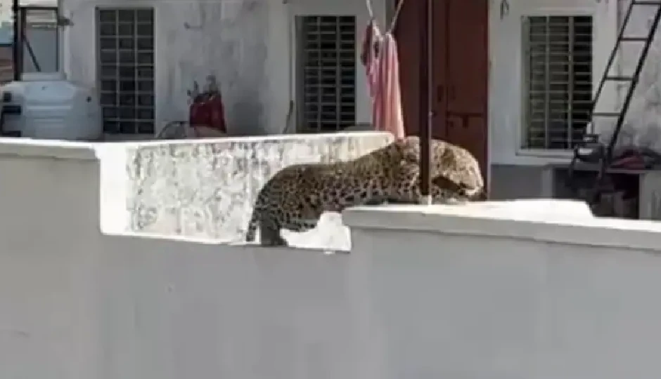 रींगस में तेंदुए का हमला, महिला गंभीर घायल; प्रशासन ने लोगों से घरों में रहने की अपील की