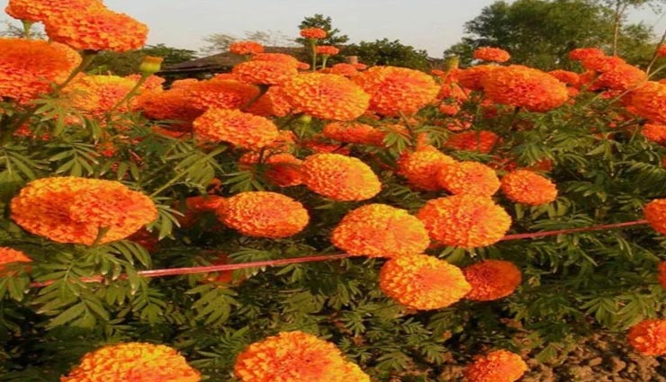 जड़ से मिटेगी दाद-खाज-खुजली की समस्या, जानें इस्तेमाल का तरीका Health tips,health tips in hindi,home remedies,ringworm,eczema itching,coronavirus,lockdown