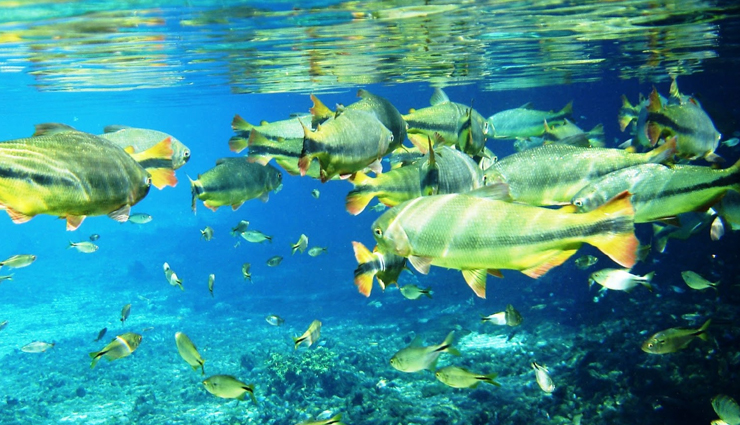 clearest water,world clearest water,places to enjoy world clearest water,travel,holidays