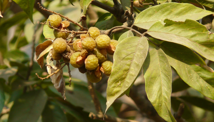 beauty tips,5 ayurvedic ways to stop hair fall,ayurvedic ingredients to stop hair fall,hair fall treatment with ayurved,ayurvedic treatment,treating hair fall