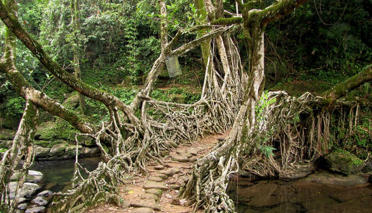 living root bridges meghalaya,meghalaya natural wonders,famous bridges in meghalaya,eco-tourism meghalaya,unique bridges in india,trekking destinations meghalaya,khasi hills root bridges,sustainable tourism meghalaya,meghalaya tourist attractions,traditional bridges meghalaya