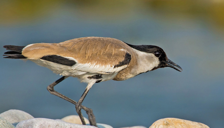 plover and lapwing found in india,india travel,india tourism,tourist places in india,holidays,travel