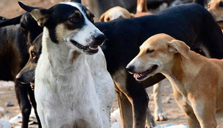 खूंखार कुत्तों के आतंक से घबराया लखनऊ नगर निगम, नसबंदी कराएगा