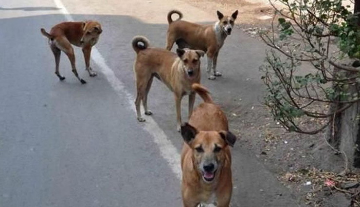 नोएडा की लोटस बुलेवर्ड सोसायटी में खौफनाक घटना, आवारा कुत्तों ने नोच डाला डेढ़ साल के मासूम को, हुई मौत