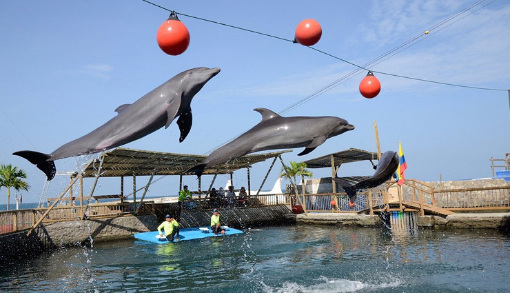 dolphin aquariums,zoos with dolphins,aquariums featuring dolphins,dolphin exhibits in zoos,best dolphin aquariums,top zoos for dolphin encounters,dolphin shows at aquariums,family-friendly dolphin attractions,where to see dolphins in aquariums,educational dolphin encounters in zoos,dolphin experiences for visitors,dolphin habitats in aquariums,zoological parks with dolphins,interactive dolphin tours,dolphin conservation in aquariums,close encounters with dolphins,popular zoos with dolphin shows,aquariums and zoos for dolphin lovers,dolphin-themed attractions,dolphin conservation efforts in zoos