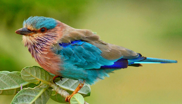 jungle birds,jungle birds you can spot  in india,india tourism,tourist places in india,india tourist places,holidays,travel