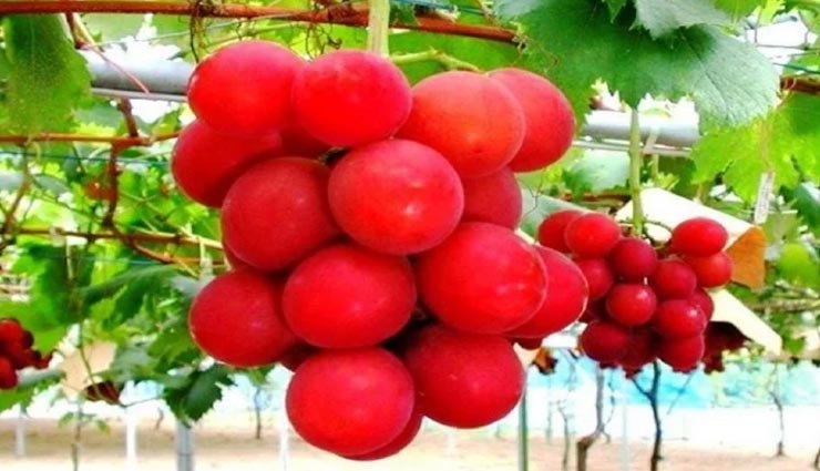 weird news,weird information,most expensive fruits