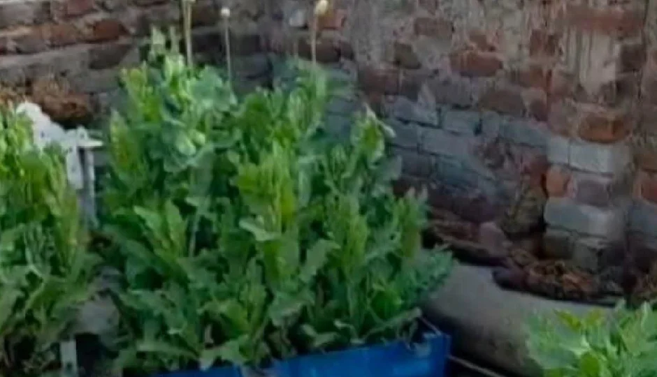 घर की छत पर चोरी-छिपे अफीम की खेती, मकान मालिक गिरफ्तार